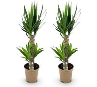 Yucca Elephantipes - 2 plantes - 75cm - 17cm - Yucca facile d'entretien aux
