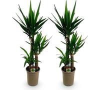 Yucca Elephantipes - 2 plants - 100cm - 21cm - Yuccas faciles d'entretien aux