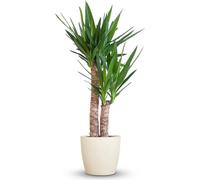 Yucca elephantipes avec cache-pot blanc - 80-90cm - Ø21cm - Plante d'intérieur - Vert persistant