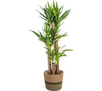 Yucca Elephantipes avec panier en osier naturel - Hauteur : 120-140cm - Ø24cm