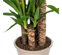 Yucca Elephantipes géant, plante d'intérieur, Ø27cm, 160cm, facile d'entretien