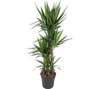 Yucca Elephantipes géant, plante d'intérieur, Ø34cm, 180cm, facile d'entretien