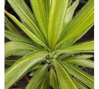 Yucca elephantipes 'jewel' 50 l 150-175 cm