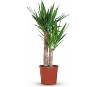 Yucca Elephantipes (palme de Yucca) - Plante d'intérieur 80-90cm, 21cm - Facile