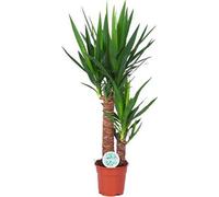 Yucca Elephantipes (palme naine) - Plante d'intérieur - Ø17cm, hauteur 80cm
