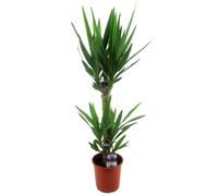 Yucca Elephantipes - Palmier - ? 17cm - Hauteur 70-80cm