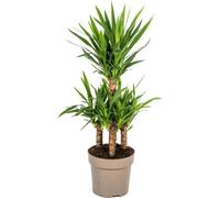 Yucca Elephantipes (palmiers nains géants) - Plante d'intérieur Ø30cm, hauteur