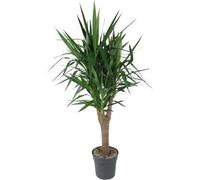 Yucca Elephantipes - Plante d'intérieur - Ø31cm - Ø150cm - Plante verte robuste