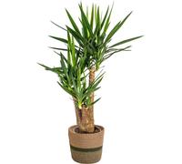 Yucca Elephantipes ramifié, avec panier naturel - Hauteur : 80-100cm - Ø24cm