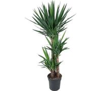 Yucca Elephantipes - Yucca géant - Plante d'intérieur - Ø27cm, 140cm - Facile