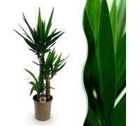 Yucca elephantipes - Yucca - Peu d'entretien - Vert - 90-100cm - Ø21cm - Plante d'intérieur - Vert persistant