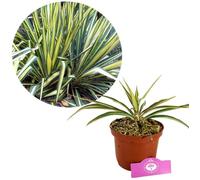 Yucca filamentosa ‘Color
