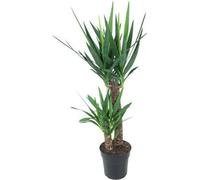 Yucca géant (Yucca elephantipes) Ø21cm, 100cm, plante d'intérieur facile