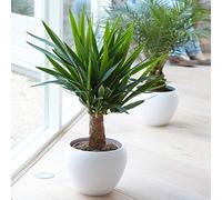 Yucca pied d’éléphant - Plante d’intérieur à feuillage persistant de qualité pot 12 cm