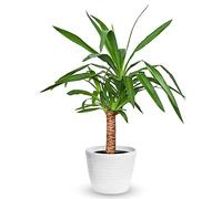 Yucca pied d’éléphant Plante d’intérieur - Arbre décoratif d’intérieur en pot 12 cm