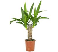Yucca pied d’éléphant Yucca géant Plante d’intérieur décorative pot 12 cm