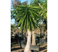 Yucca pied d'éléphant 65 l 180-200 cm