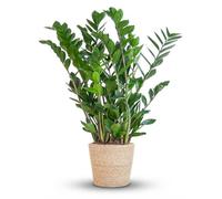 Zamioculcas Zamiifolia avec panier Sofia naturel - 70-80cm - Ø21cm - Plante d'intérieur - Vert persistant