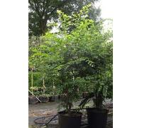 Zelkova serrata - Zelkove du Japon 60- 80 cm - conteneur