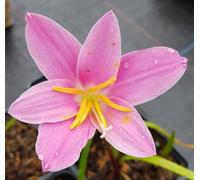 Zephyranthe grandiflora 'Rosea' / Lys zéphyr rose/Godets