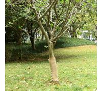 Ziaphsol Rouleau de jute 0,5 x 15 m 100 % jute 200 g/m² pour mariage, fête, décoration de la maison, travaux manuels, chemins de table, couronnes