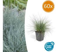 Ziergras - Fétuque bleu - Festuca glauca 'Elijah Blue' - Pot de 9 cm - Coffret de 60 plants
