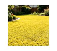 ZNQNDSR Gazon Artificiel Extérieur Découpable, Rouleau De Gazon Astro Coloré avec Trous De Drainage, pour Toit De Terrain De Jeu De Jardin Et De Cour(Yellow,6.5x72ft)