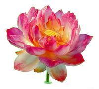 ZWEquipint Autocollants muraux phosphorescents en forme de fleur de lotus, décalcomanie lumineuse en PVC pour miroir de salle de bain pour carrelage, verre, décoration d'intérieur moderne, 20 x 20 cm