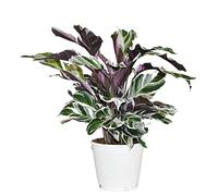 ZynesFlora Calathea White Fushion Basket Marante en pot de fleurs Ø 14 cm - Hauteur : 35 - 40 cm - Plante de salon purificatrice d'air Véritable plante d'intérieur