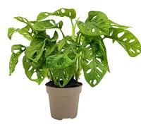 Zynesflora Le plante trouée Monstera Obliqua - Masque de singe en pot de 12 cm - Hauteur : 25-35 cm - plante à feuilles de fenêtre d'intérieur