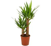 ZynesFlora Yucca Palmier en pot de 19 cm - Hauteur : 80-90 cm - Plante d'intérieur la plus populaire Yucca Plante de bureau facile à entretenir